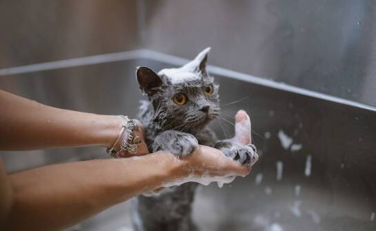 Dlaczego regularna wymiana wody jest ważna w kocim hotelu w Warszawie?