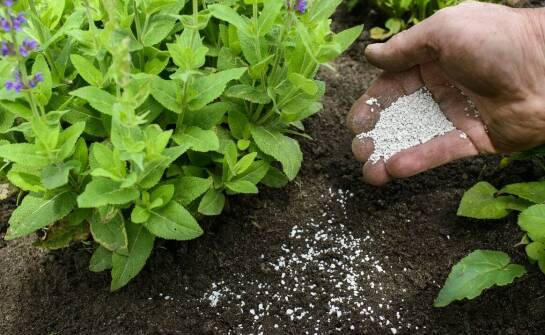 Kwiatowe podłoże jako element wspierający mikroklimat w ogrodzie