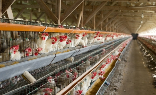 Znaczenie ferm drobiu dla stabilności rynku paszowego