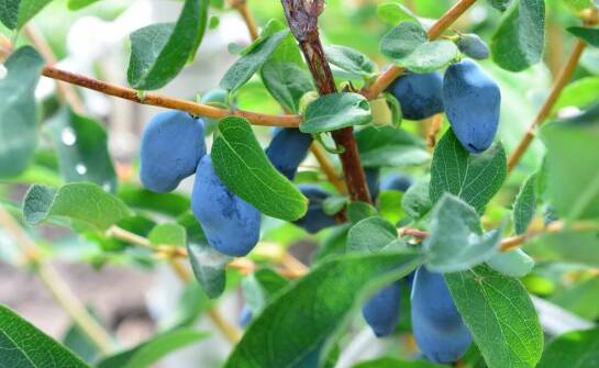 Śliwa Kometa – jak wpływa na bioróżnorodność w ogrodzie?