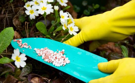 Wybór odpowiednich nawozów dla roślin doniczkowych: kluczowe aspekty