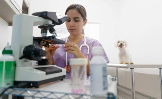 Jak laboratoryjna diagnostyka wspiera leczenie zakaźnych chorób u zwierząt?