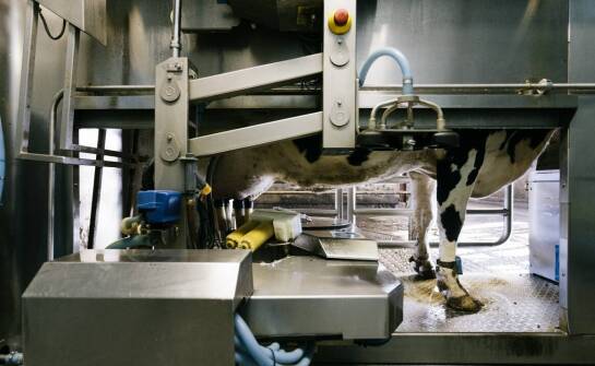 Znaczenie przyrządu do cielęcia krów w nowoczesnym gospodarstwie