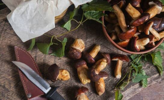 Przegląd najciekawszych przepisów z użyciem produktów leśnych