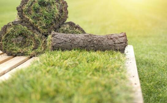 Trawy gazonowe a ich zastosowanie w rekultywacji zielonych terenów przemysłowych