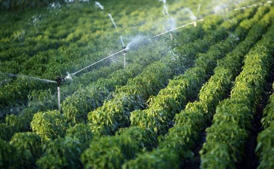 Znaczenie precyzyjnego dostosowania systemu nawadniania dla zdrowia roślin.