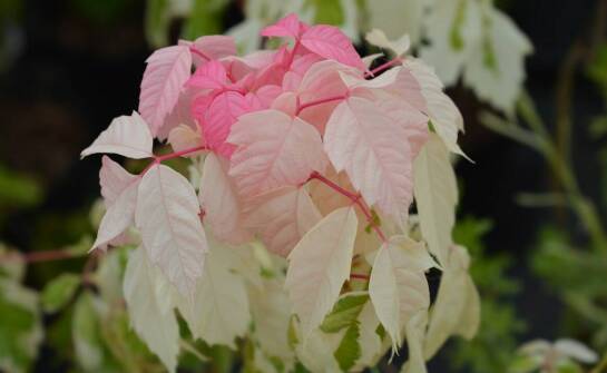 Ciemierniki w ogrodzie – jak je łączyć z innymi roślinami?