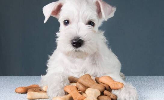 Wybór odpowiedniej karmy dla małych ras szczeniąt