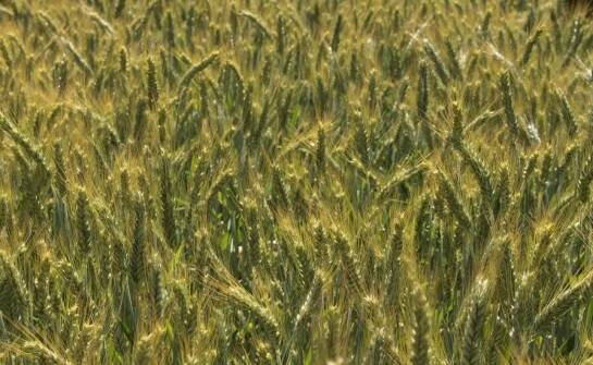 Wpływ przygotowania gleby na efektywność uprawy pszenżyta ozimego