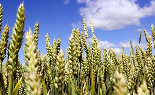 Strategiczne nawożenie ozimej pszenicy przed siewem: Co warto wiedzieć?