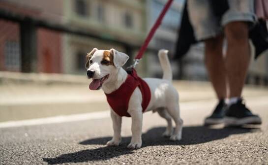 Jak szelki typu guard wspierają rozwój szczeniaka w trakcie spacerów?