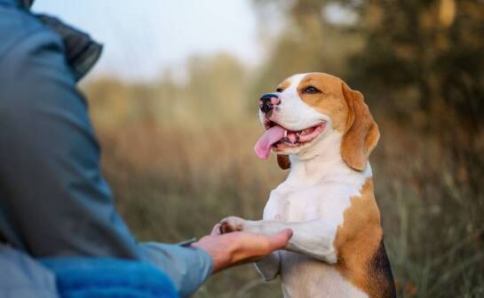 Konsultacje behawioralne: jak radzić sobie z niepożądanymi zachowaniami u psa?