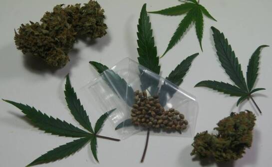 Wpływ Sweet Seeds na różnorodność upraw marihuany