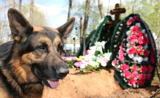 Cmentarz dla psów - jak wpływa na proces żałoby u właścicieli?