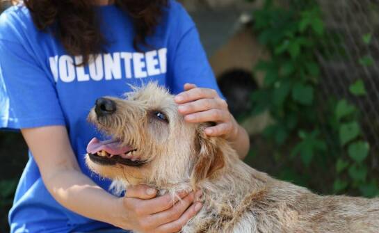 Rola zbiórek w zapewnieniu lepszego życia dla psów rasy amstaff.