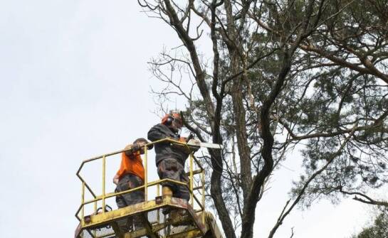 Proces wycinki trudnych drzew w kontekście miejskim