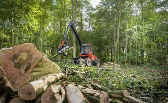 Wycinka lasów i jej wpływ na lokalną drzewną gospodarkę