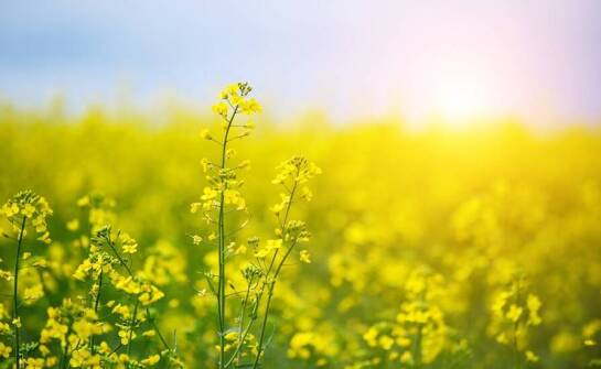 Przewodnik po nowoczesnych technologiach zaprawiania nasion rzepaku