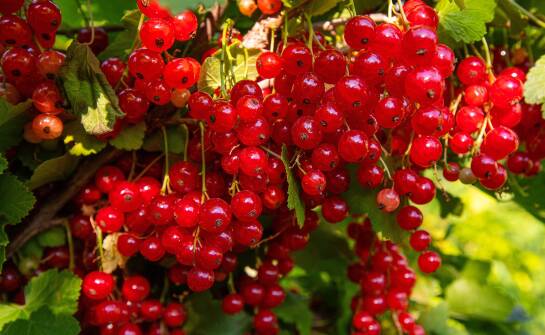 Znaczenie porzeczek w ekologicznych owocowych ogrodach