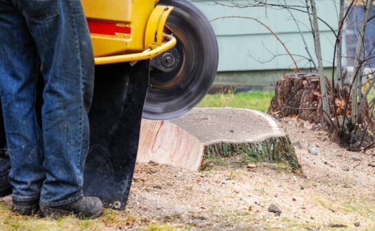 Frezowanie pni a zgodność z przepisami o ochronie przyrody