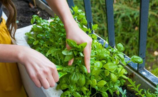 Odpowiednie nawadnianie roślin w balkonowych skrzynkach 80 cm