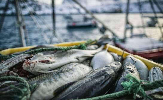 Jak lokalne praktyki połowowe wpływają na jakość morskich ryb?