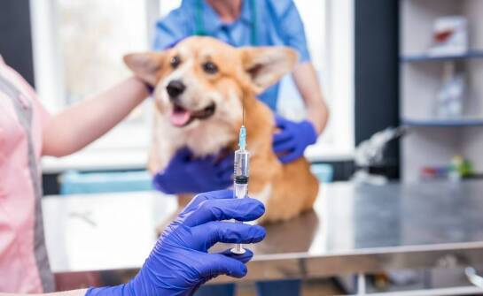 Dlaczego warto zdecydować się na elektroniczne znakowanie zwierząt w gabinecie weterynaryjnym?