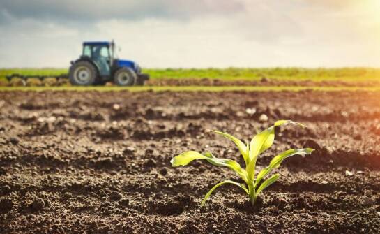 Jak wczesna kukurydza wpływa na zwiększenie wydajności plonów?