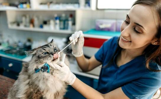 Znaczenie stomatologii w profilaktyce zdrowotnej dla psów i kotów