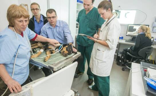 Opieka nad zwierzętami ciężarnymi w gabinecie weterynaryjnym