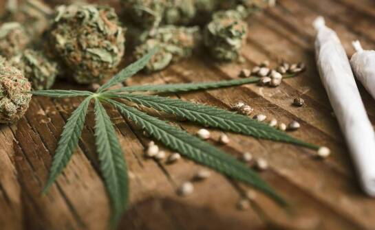 Analiza rynku tanich marihuany nasion: trendy i prognozy na przyszłość