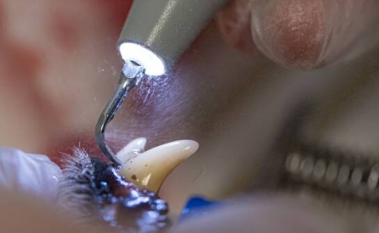 Jakie innowacje w leczeniu kanałowym wprowadza mikroskopowa endodoncja?