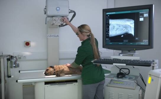 Jak przygotować psa do rentgena?
