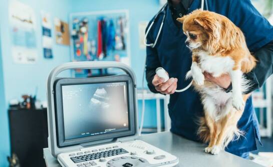 Znaczenie wczesnej diagnostyki onkologicznej w praktyce weterynarza w Warszawie