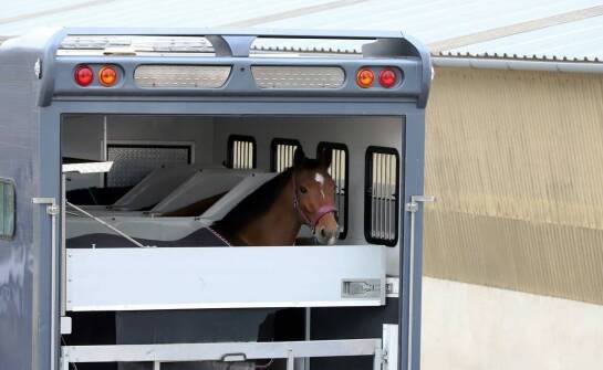 Jakie techniczne innowacje wpływają na komfort transportu koni?