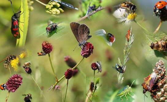 Lokalna fauna w Parku Młynówka: rzadkie zwierząt gatunki