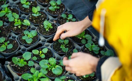 Jakie wyzwania wiążą się z uprawą sadzonek truskawek Albion?