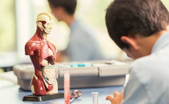 Anatomiczne tablice jako narzędzie do nauki anatomii w szkołach medycznych