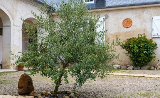 Drzewa oliwne jako inwestycja w przyszłość dla ogrodu