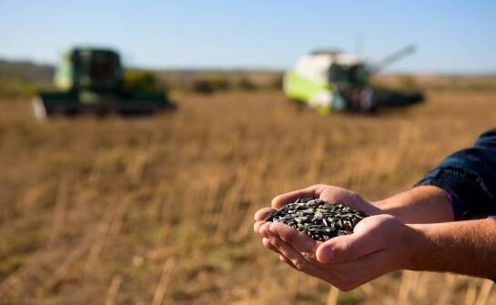 Wpływ odpowiedniego wyboru nasion kukurydzy oseva na plonowanie