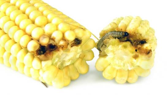 Wpływ kokuna kukurydzy na jakość i ilość plonów