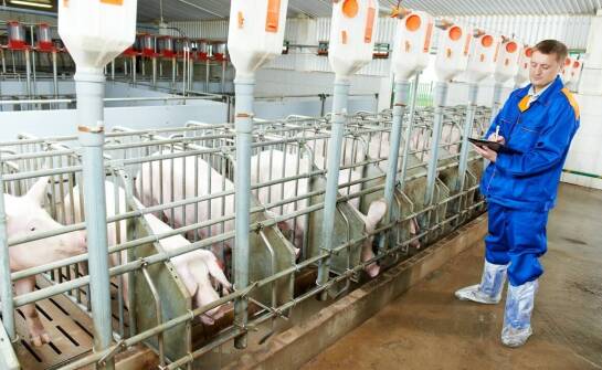 Zalety uzdatniania wody dla hodowli zwierząt: bezpieczeństwo i zdrowie