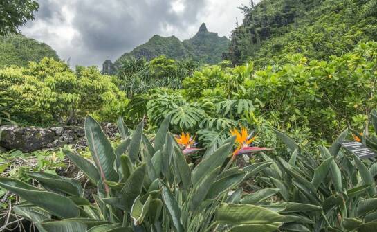 Jak augusta strelicja może stać się centralnym punktem w ogrodzie?