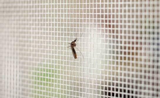 Zalety stosowania moskitier na oknach i drzwiach