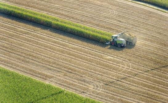 Wpływ pastewnego grochu na żyzność gleby i plonowanie roślin