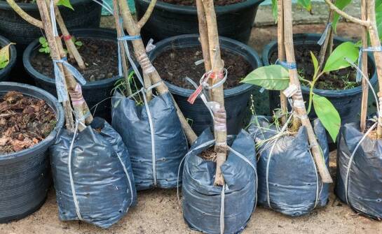 Sadzonki liściastych drzew: kluczowe wskazówki dotyczące pielęgnacji