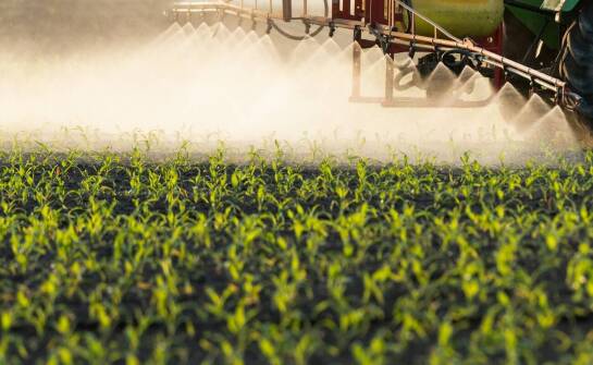 Efektywne strategie nawożenia dla wczesnej kukurydzy