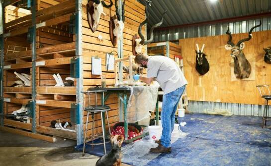 Jakie materiały są najczęściej wykorzystywane przy wypychaniu zwierząt?