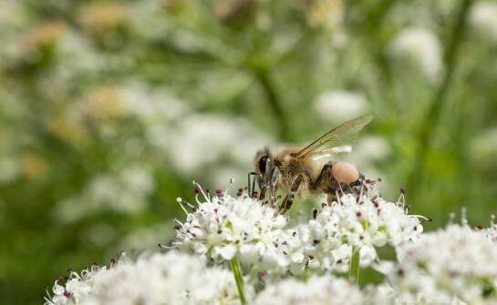 Jak owady zapylające są wpływane przez środki owadobójcze?