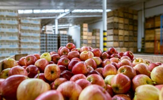 Znaczenie różnorodności asortymentu w hurtowni owoców dla restauracji